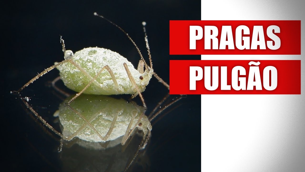 O QUE &Eacute; PULG&Atilde;O? (Af&iacute;dio)