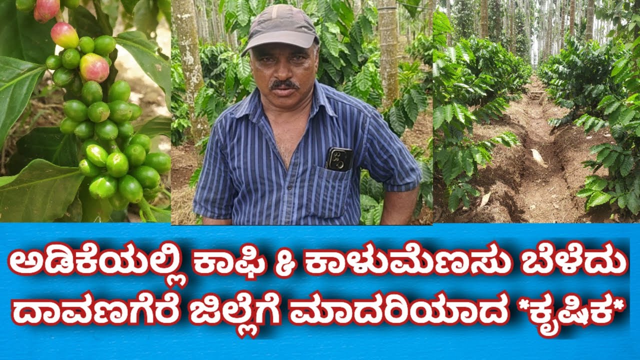 ಅಡಿಕೆ ತೋಟದಲ್ಲಿ ಸಮಗ್ರ ಬೆಳೆ ಬೆಳೆದು ಯಶಸ್ವಿಯಾದ ರೈತ#coffee #pepper #plants #davanagere #news #million #vi