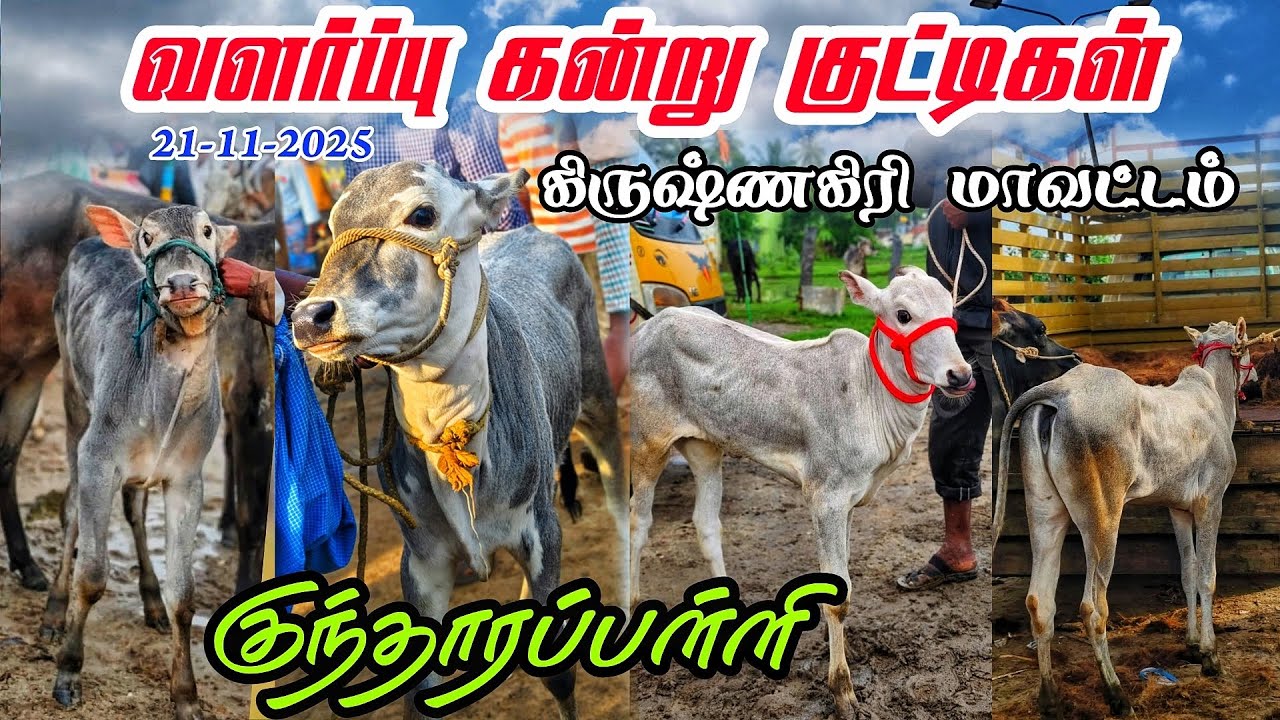 21-11-2025 kundarapalli Friday market Biggest Bull market in Krishnagiri district tamilnadu 