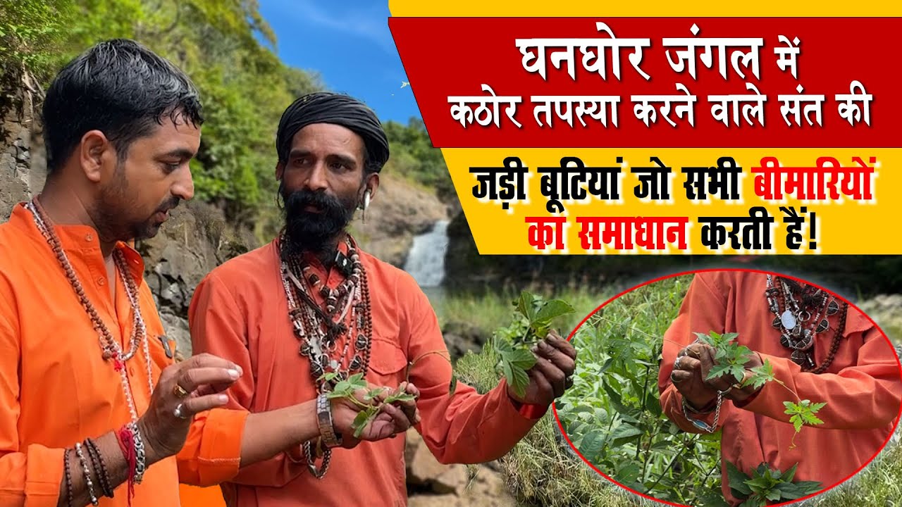 घनघोर जंगल में कठोर तपस्या करने वाले संत की जड़ी बूटियां जो सभी बीमारियों का समाधान करती हैं!