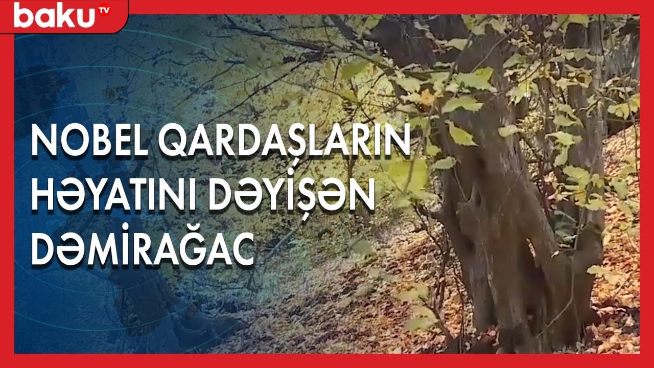 Nobel qardaşlarının həyatını dəyişən Dəmirağac - Baku TV