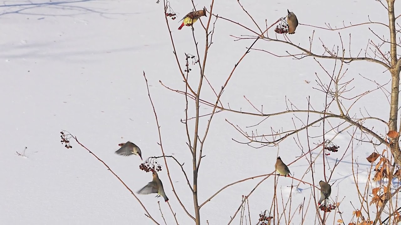 [4K]ヒレンジャク　Japanesewaxwing