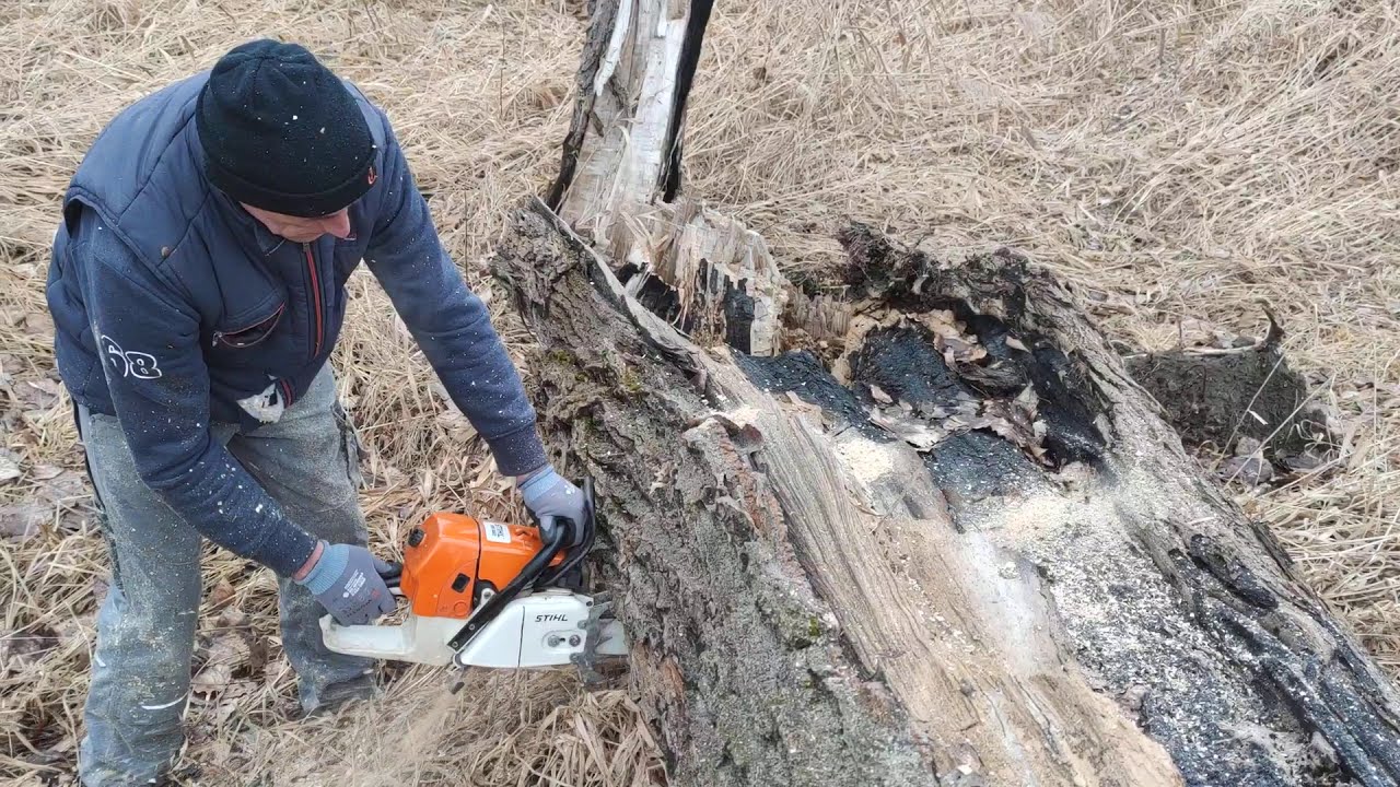 Stihl MS 660 Nyárfa Darabolás