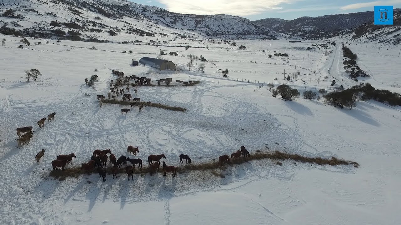 Cuando un metro de nieve no es problema para alimentar al ganado