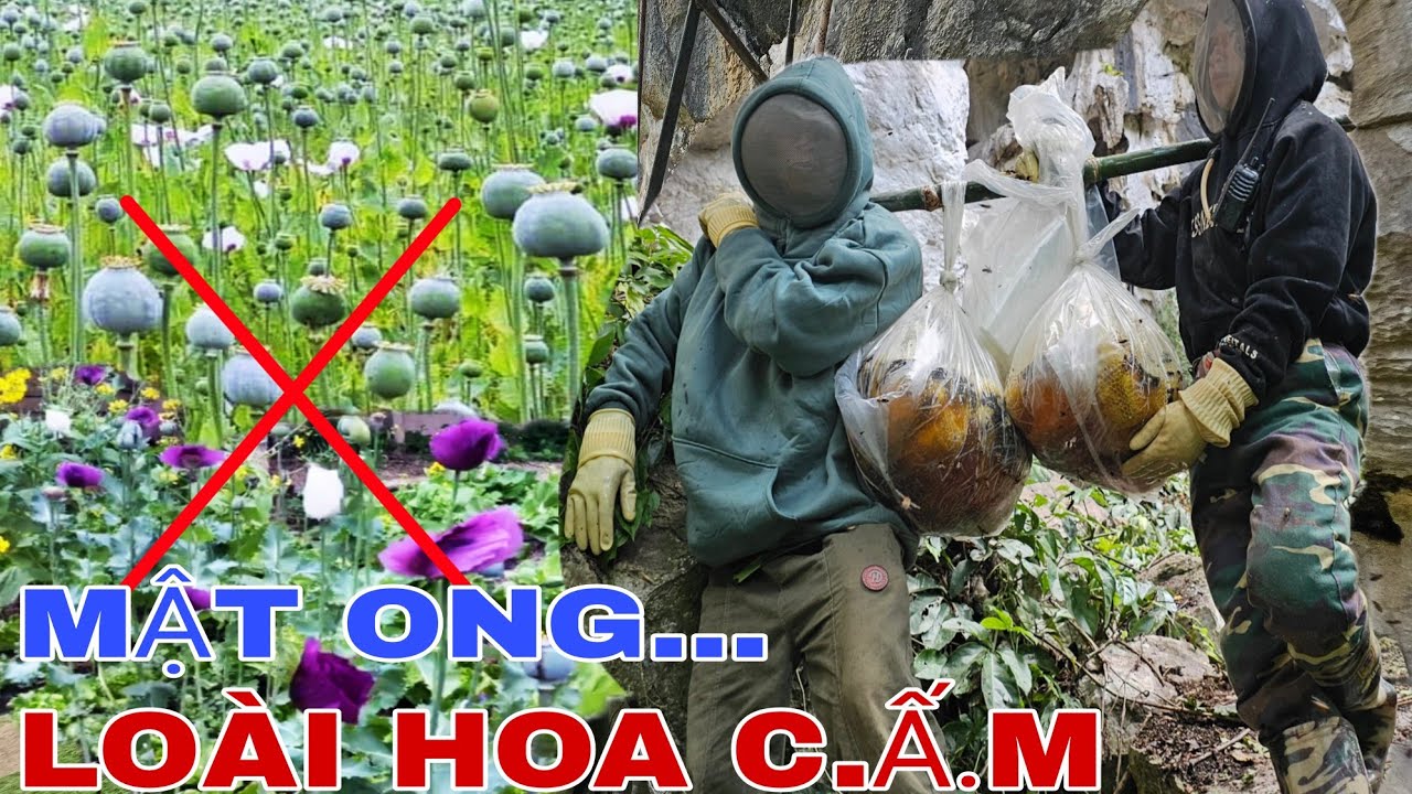 KHAI THÁC MẬT ONG KHOÁI ĐEN Ở KHU VỰC CÓ NHIỀU LOẠI HOA ĐẶC BIỆT !