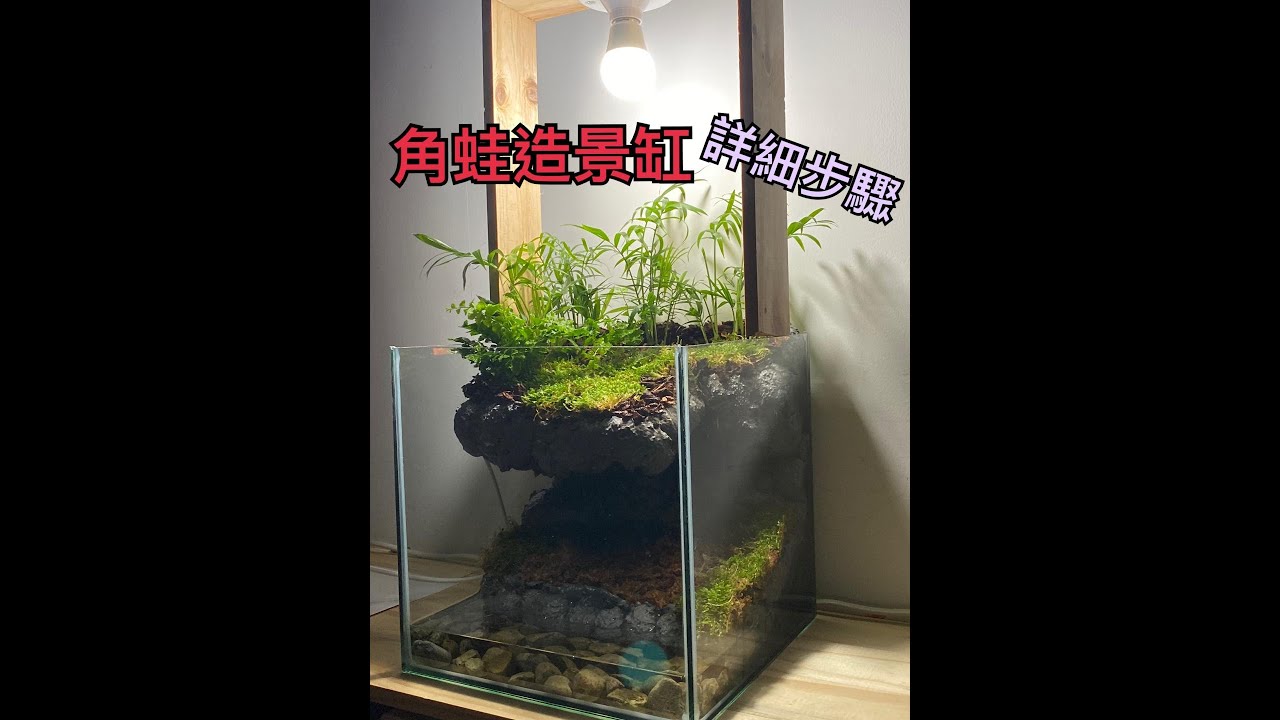 （小鍾養角蛙）角蛙缸造景設計 打造角蛙的棲地 角蛙的家 豪宅