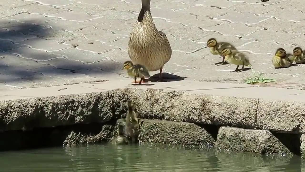 9 Mallard ducklings