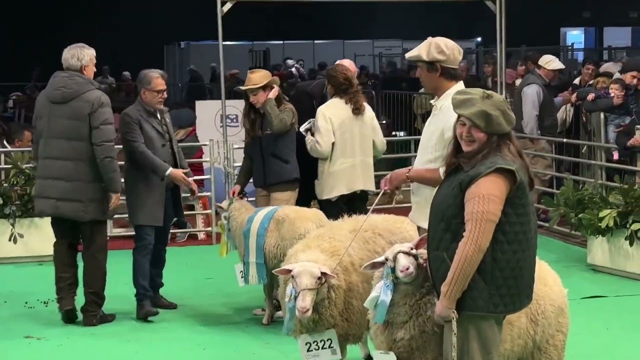 Nuestros premios en la Exposición Rural de Palermo 2024. Oveja Frisona