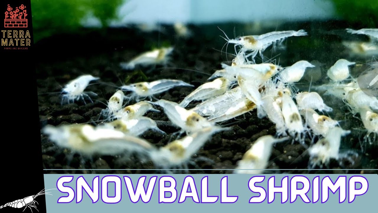 Introduction to SNOWBALL SHRIMP: Care & Fun Facts! (Neocaridina zhangjiajiensis)
