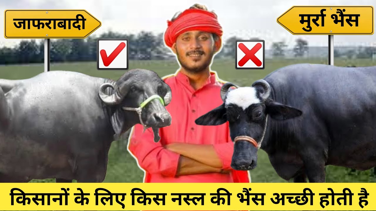 मुर्रा vs जाफराबादी || मुर्रा भैंस जाफराबादी भैंस में अंतर || जाने कौन सी नस्ल की भैंस अच्छी है ||