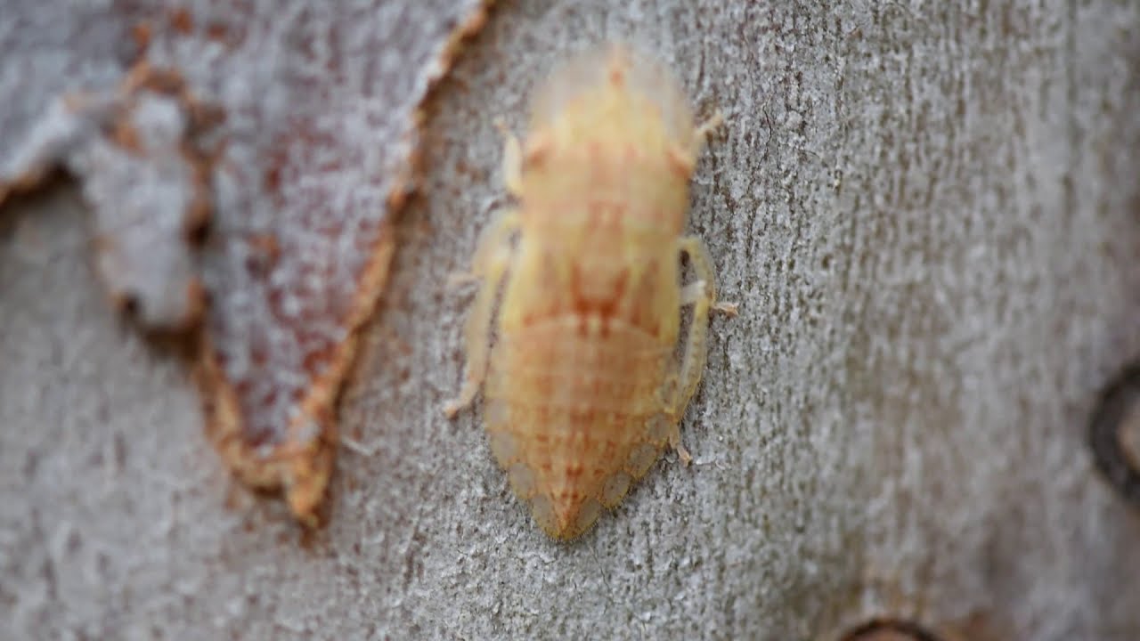 Super flat bark insects | Australian Ledromorpha leafhoppers