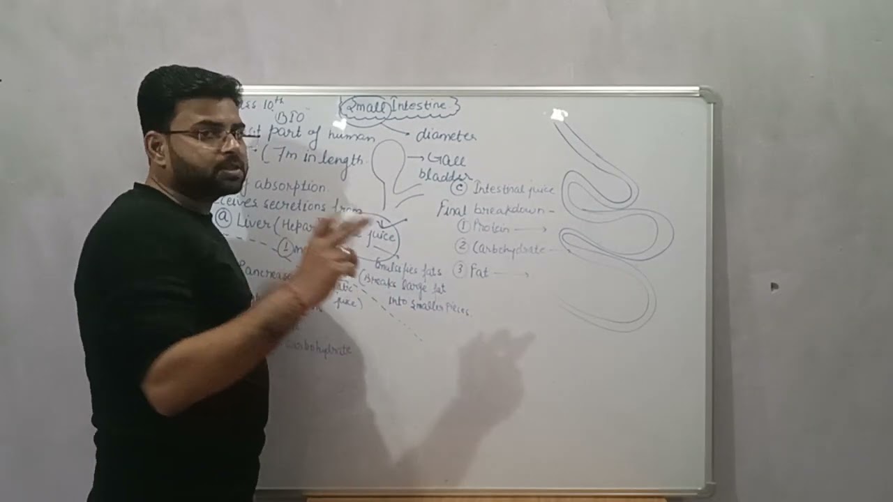 (Small intestine) class10.               Nutrition in human 