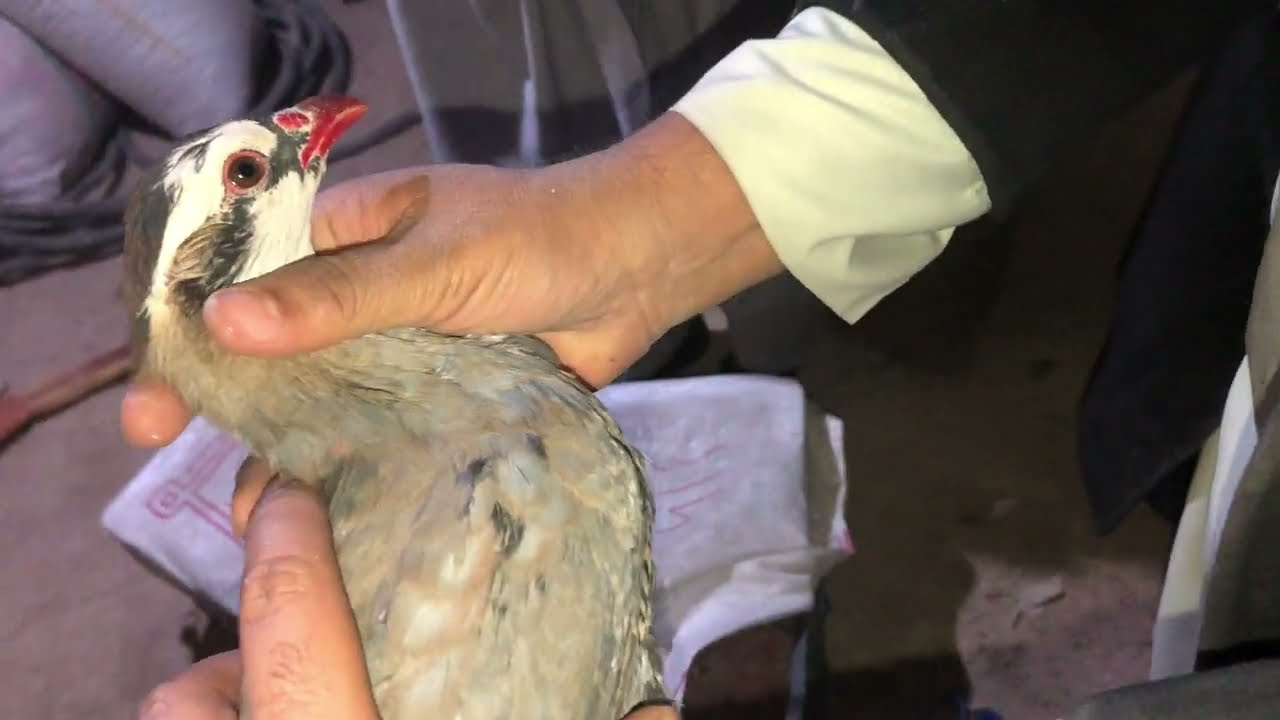 علاقمندان کبک (کوک) جنگی ارسال ۱۹ دانه کبک از قندهار به مزارشریف