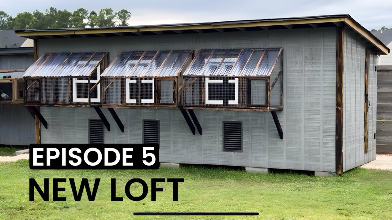 New loft- Episode 5