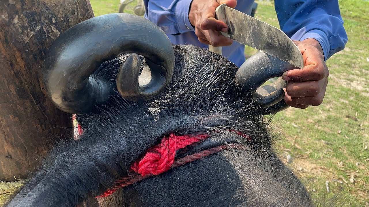 ⚠️ Dangerous Horng Removed Safely!Perfect Horn Trimming by Professional Hands