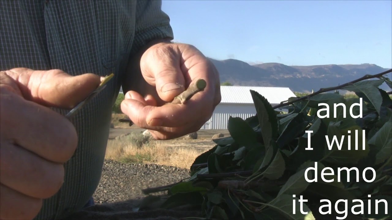 Grafting Season 2018 - day 24 - how to bud graft apple trees