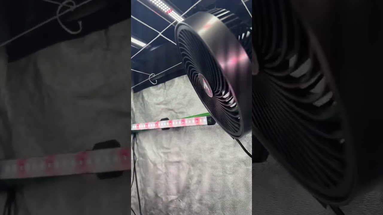 Ac infinity Evo 6 x Vivosun Lumaray Side lighting x BuildaSoil inputs