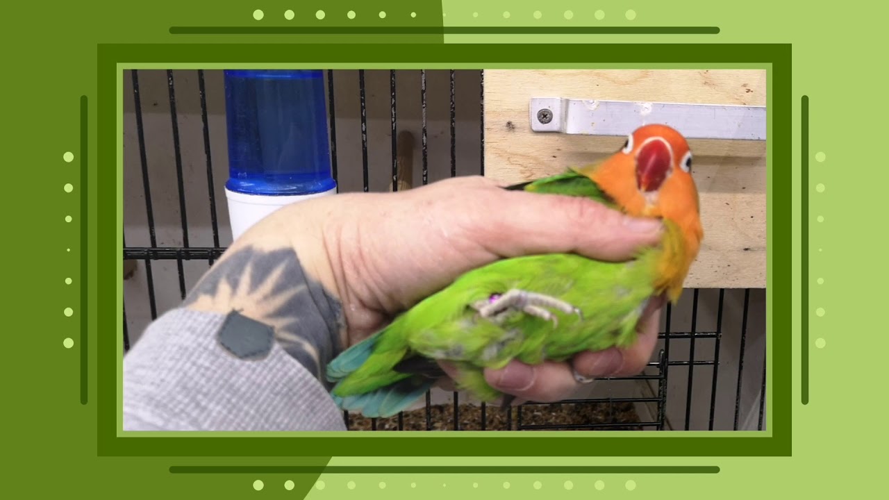 Agapornis fischeri lovebirds