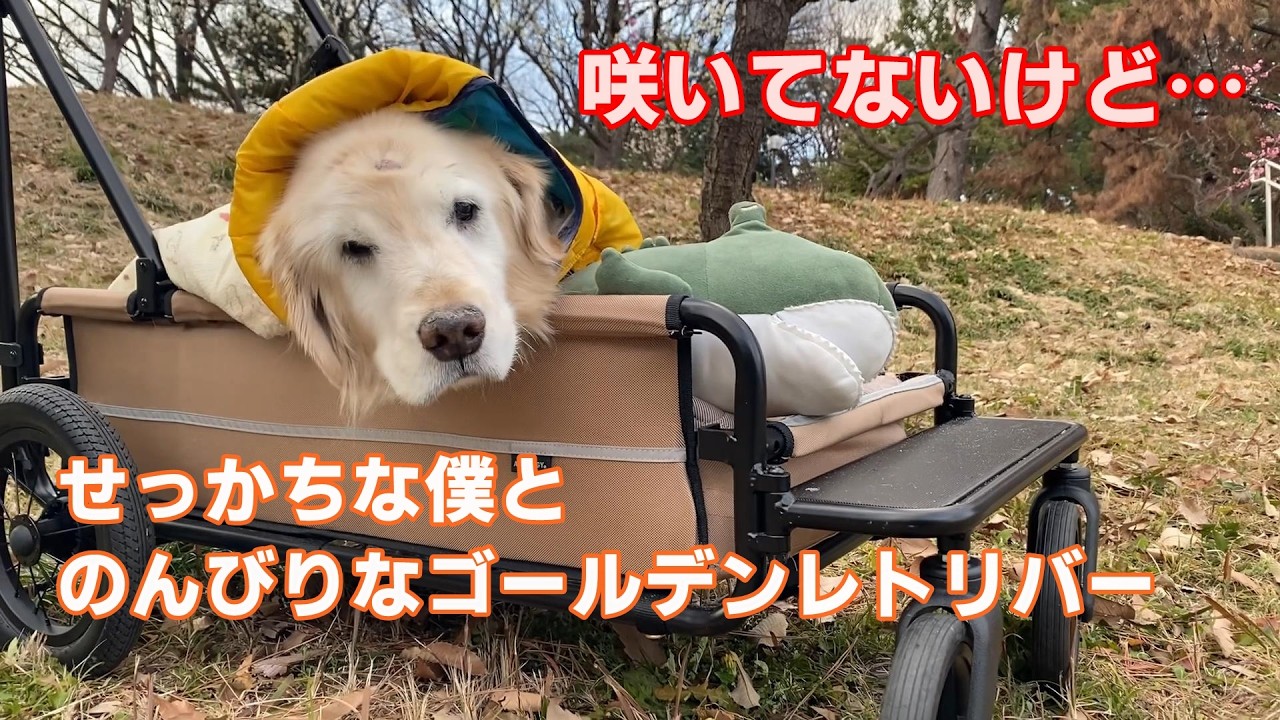 せっかちな僕とのんびりゴールデン。