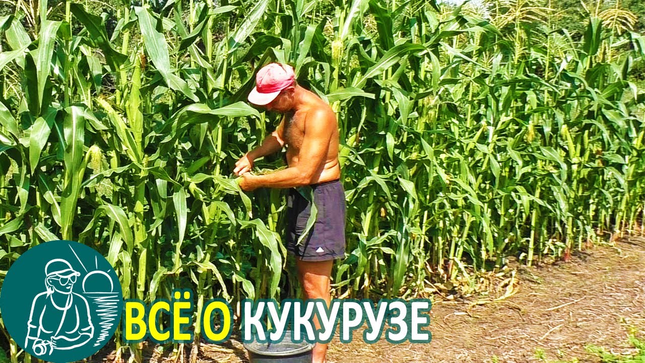 🌽 Всё о кукурузе 🌽 Выращивание кукурузы конвейерным способом по технологии Гордеевых