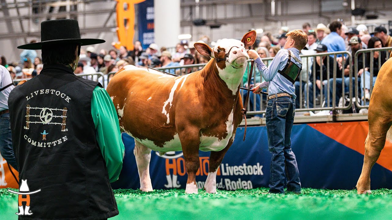 Behind the Scenes with the Houston Livestock Show and Rodeo Livestock Committee 🐮