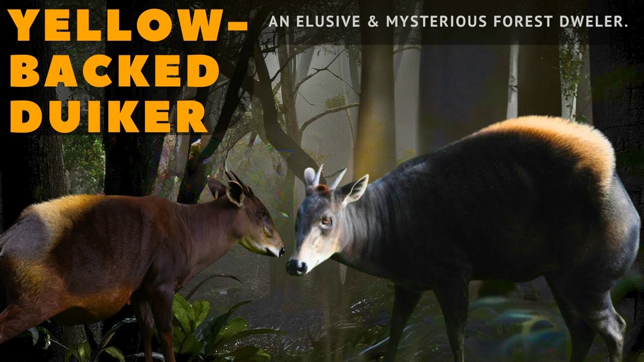 Yellow-backed Duiker: An Elusive & Mysterious Forest Dweller