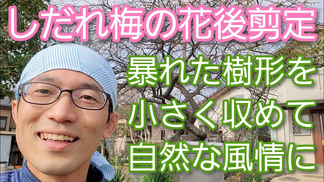 【しだれウメ(梅)の剪定①】暴れた木の混んだ枝を整理して、樹形を落ち着かせる花後の手入れ🌳👐