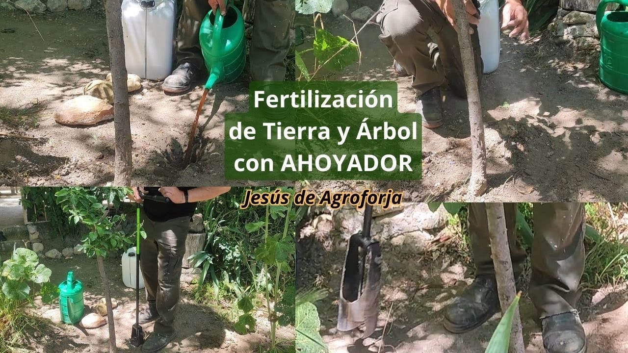 FERTILIZACION DE TIERRA Y ARBOL CON AHOYADOR