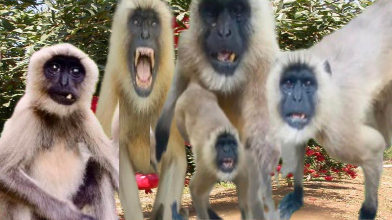 Logo Ki Bheed Se Dur Ho Jao Sukoon Milega Langur Ji