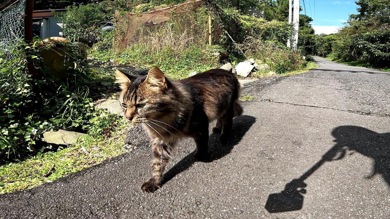 【田代島】【猫島】道中にいた野良猫