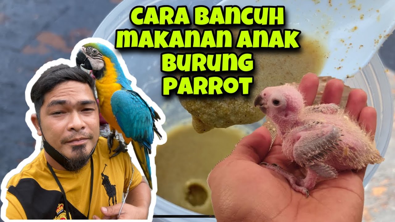 cara bancuh makanan anak burung agar lebih selamat untuk anak burung hadam makanan yang diberi