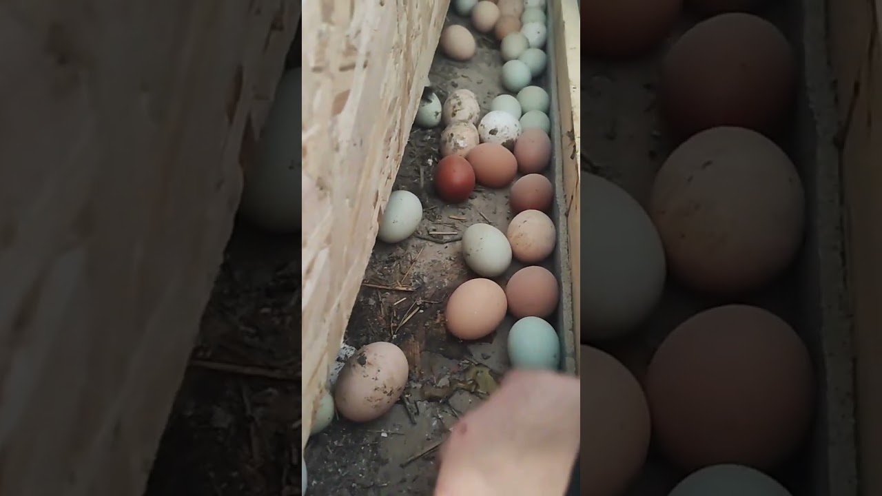 сильные морозы. как живут курочки на даче одни
