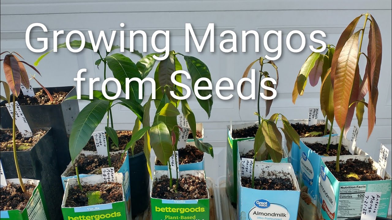 Growing Mangos from Seeds 9b
