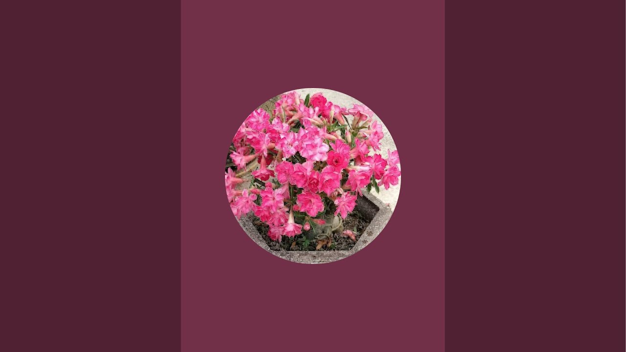 hoa sứ Nguyễn nhàn đang phát trực tiếp!