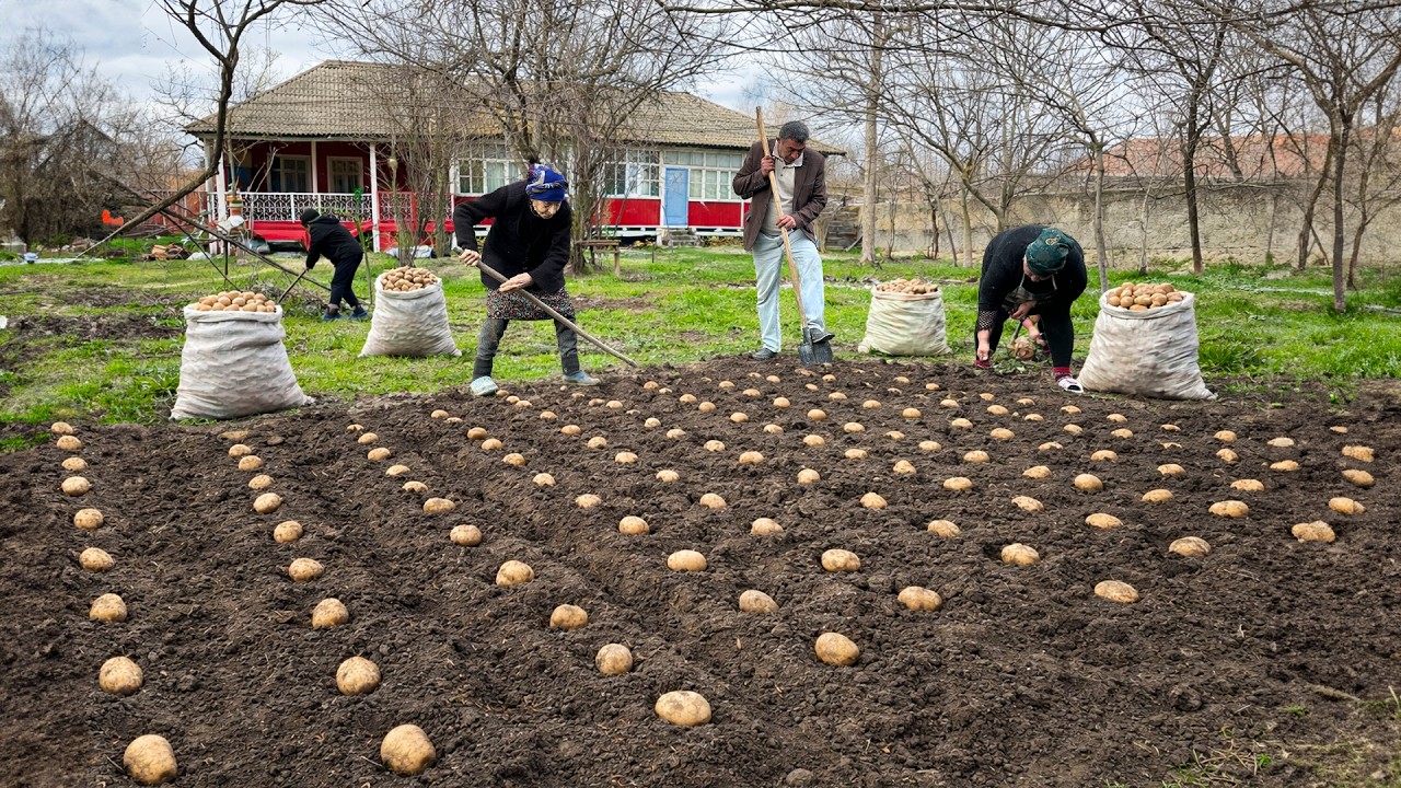 Бабушкина жизнь на ферме: посадка картофеля и приготовление самой вкусной утки в апельсиновом соусе.