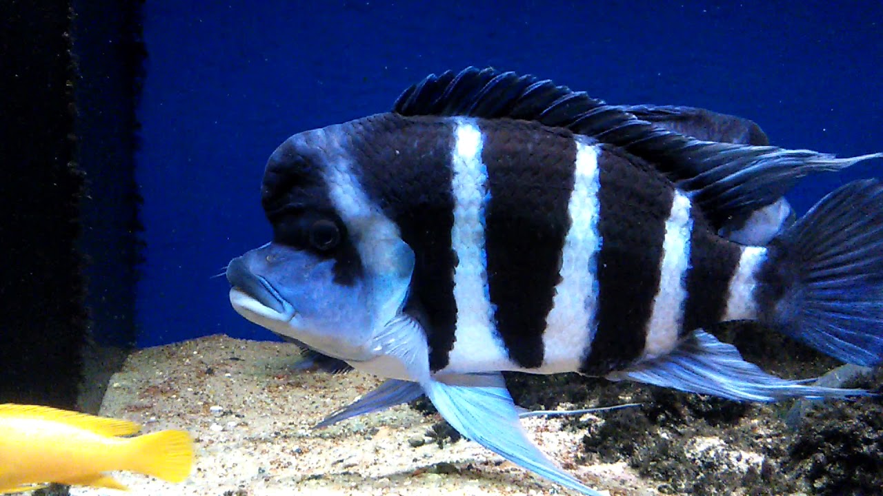 Frontosa Moba Blue Zaire spawning  Kąpino