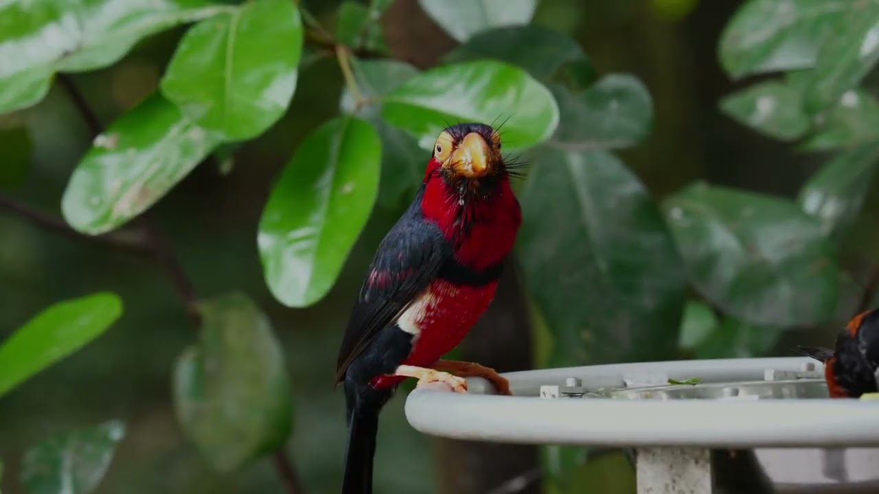 Lumix S1RII (70-200mm) - Bird Paradise, Singapore
