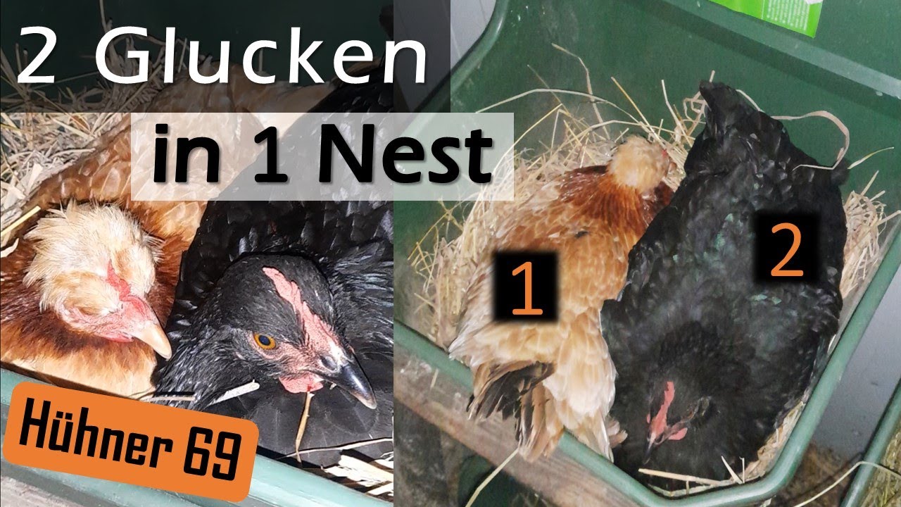 🫢 Das hatten wir noch nie! 🪺 2 Glucken teilen sich 1 Nest 🐔🐔 unsere j&uuml;ngste #Glucke #H&uuml;hner 69