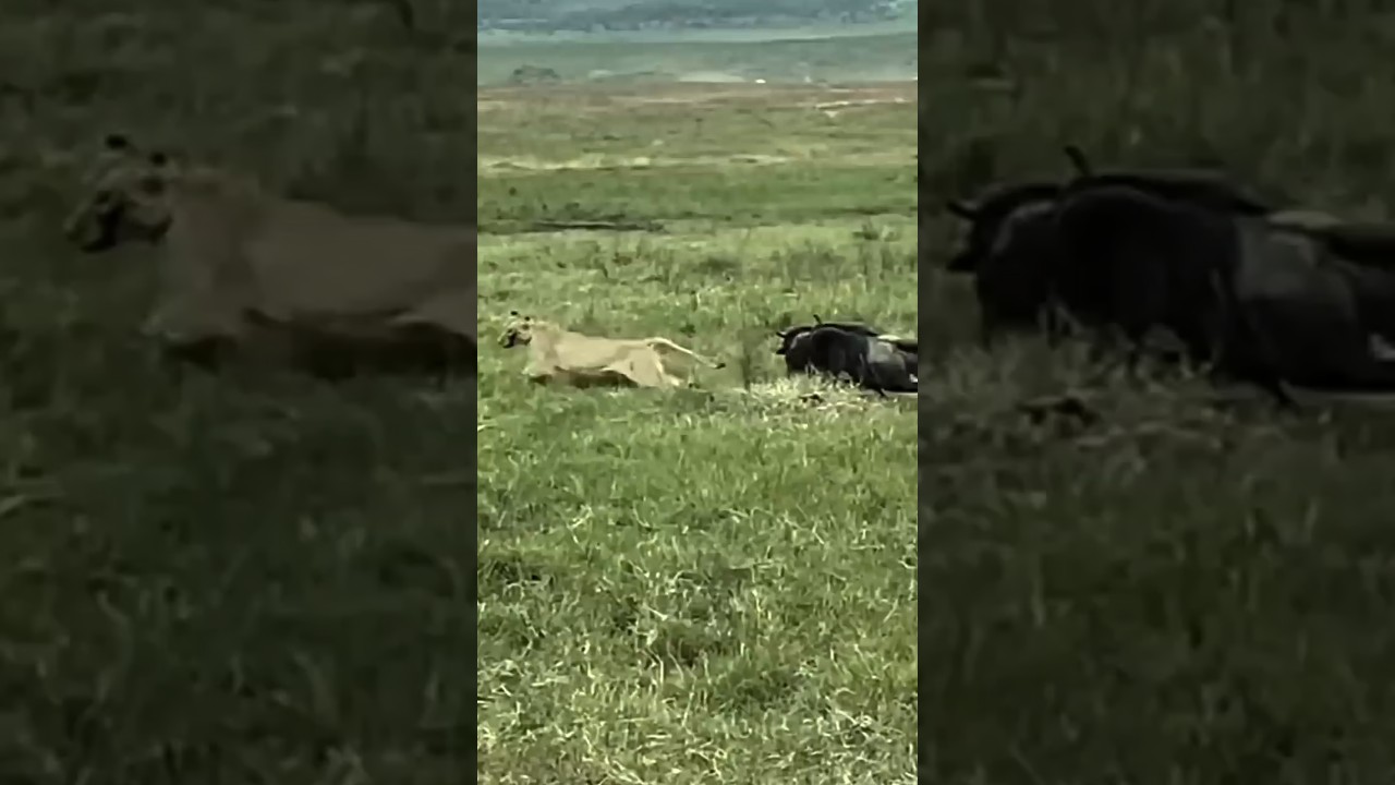Wildebeest Fights Back: Shocking Attack on Lion Caught on Camera
