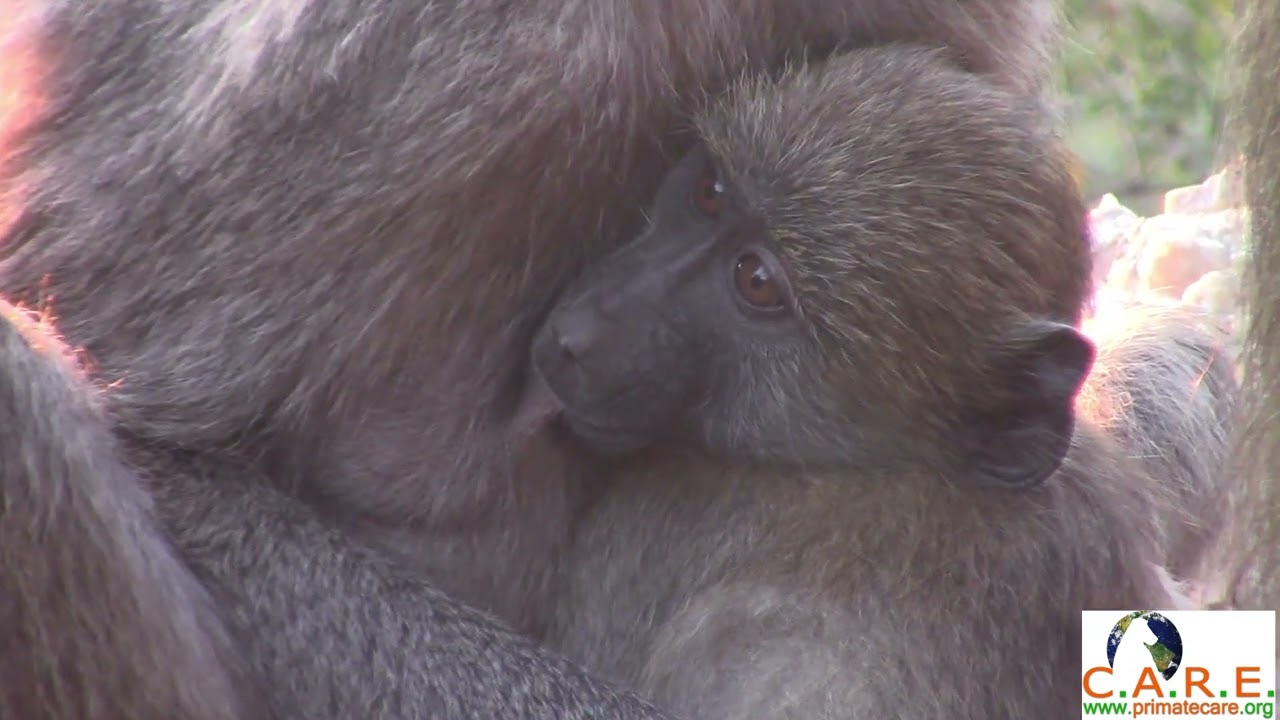 Wake Up Wild - Wild baboons at dawn