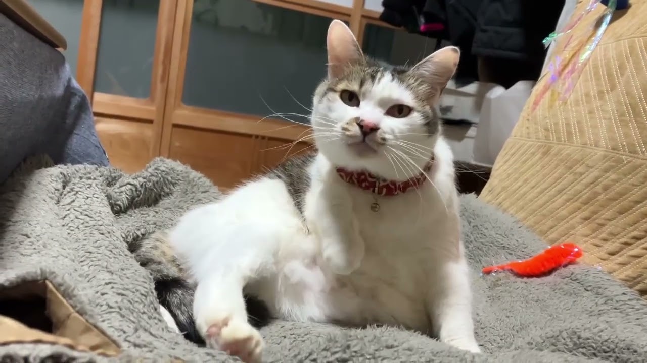 まったりんこ