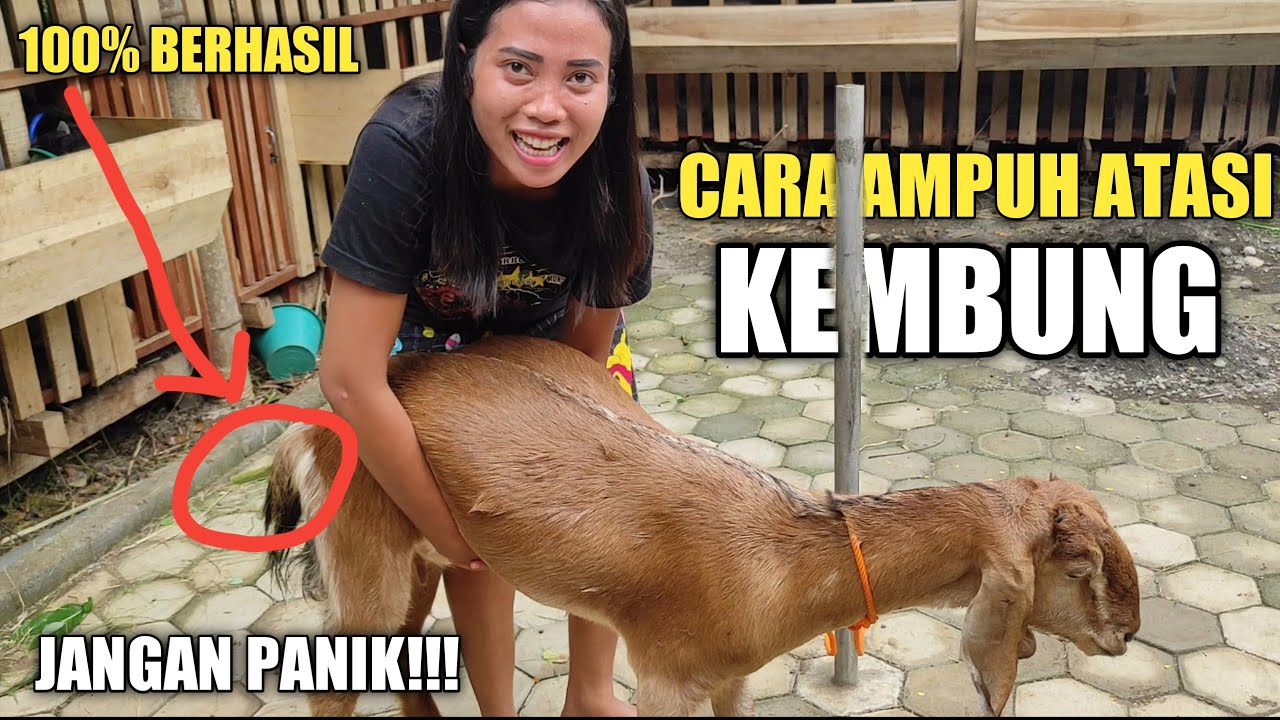 MENANGANI KAMBING KEMBUNG DENGAN BENAR ✅