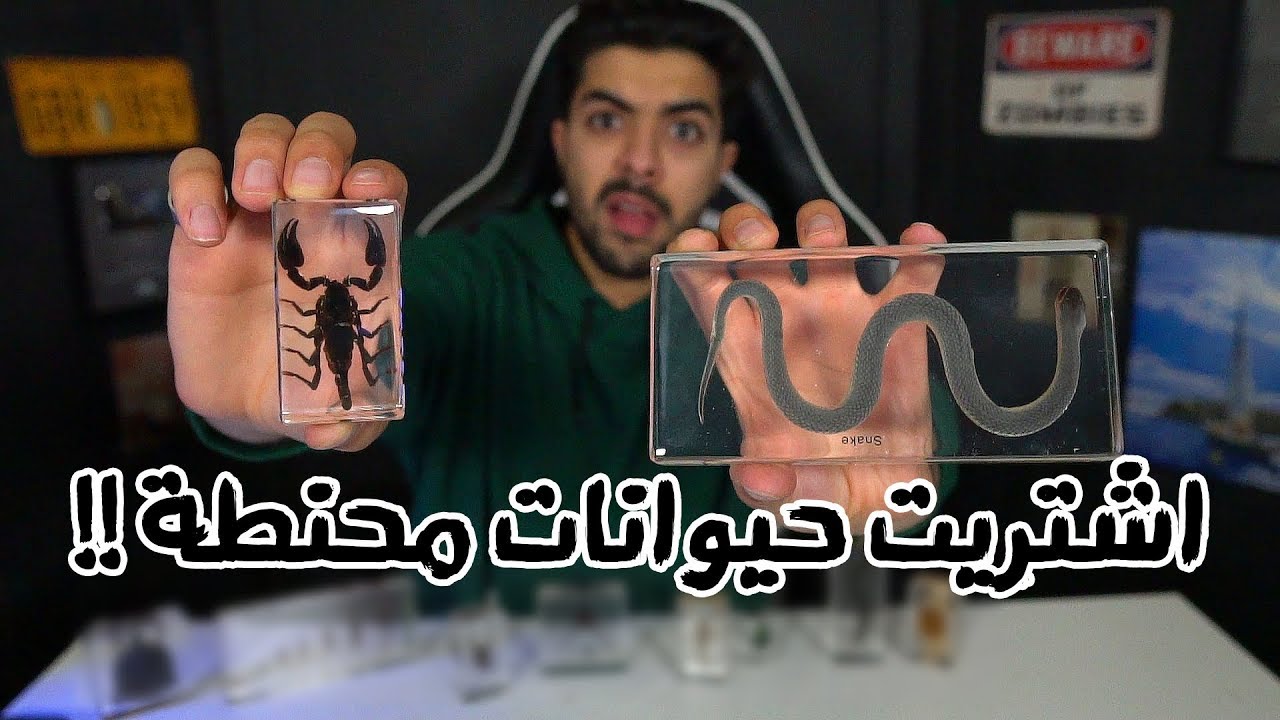 اغرب الاشياء اللي ممكن تشتريها من الانترنت | نسخة الحيوانات المحنطة !!!