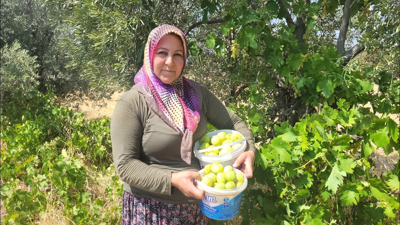 İNCİR ZAMANI GELDİ, İKİ KOVA KOKULU YEMİŞ TOPLADIM💢
