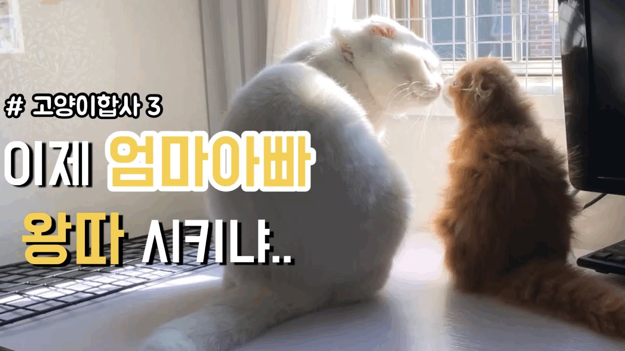 고양이 합사 3편 : 이젠 서로 죽고 못사는 무지막지 ♡