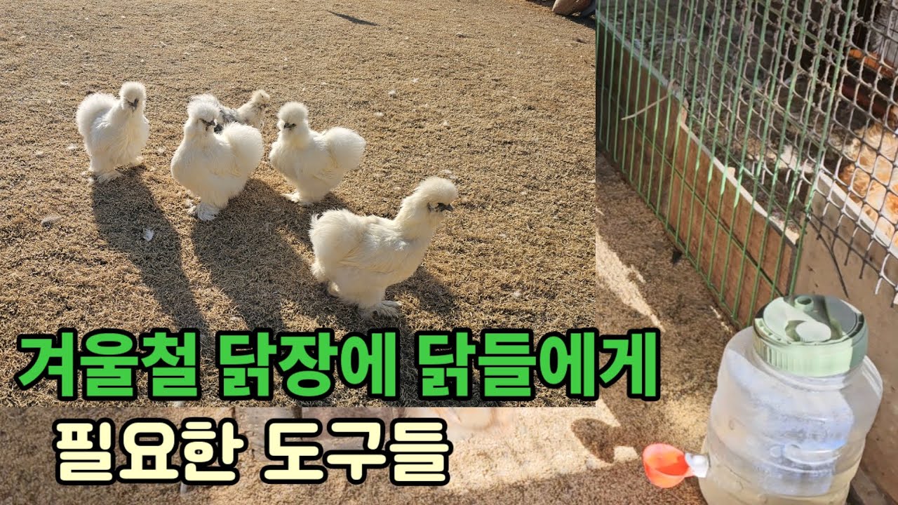 겨울철 닭장에 닭들에게 필요한 도구들#닭키우기