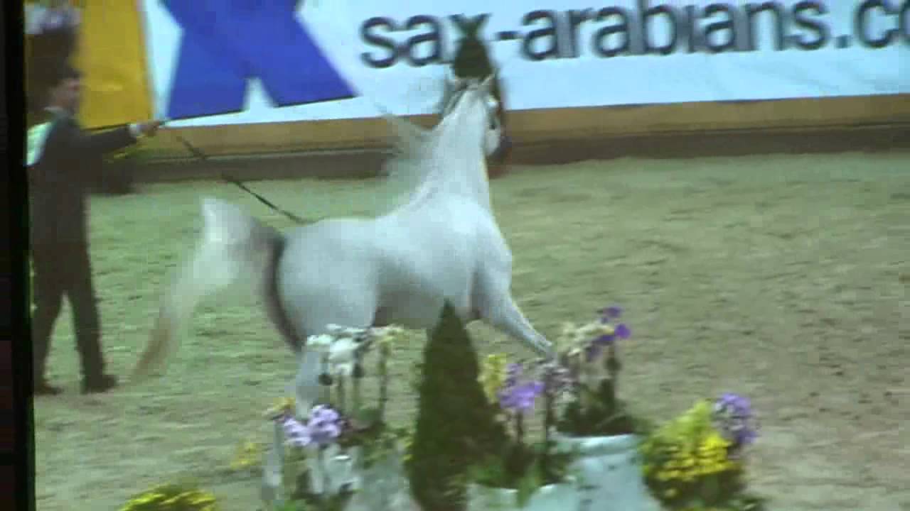 Excalibur  EA -  Aachen 2014