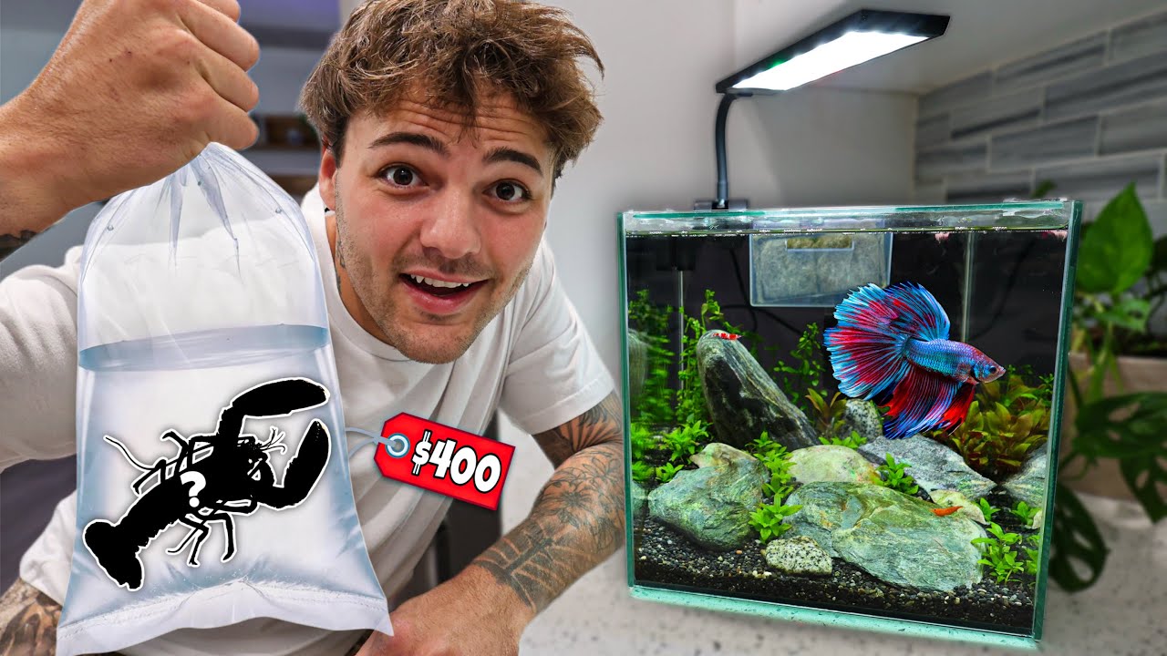 Buying CRUSTACEANS for My NEW BETTA AQUARIUM!!