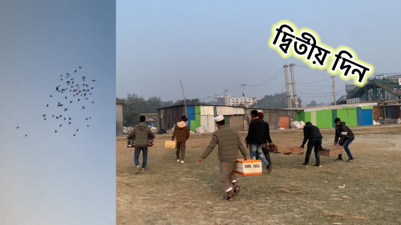 চার সাইড খেলার দ্বিতীয় দিন🐦 Rana Pigeon lover