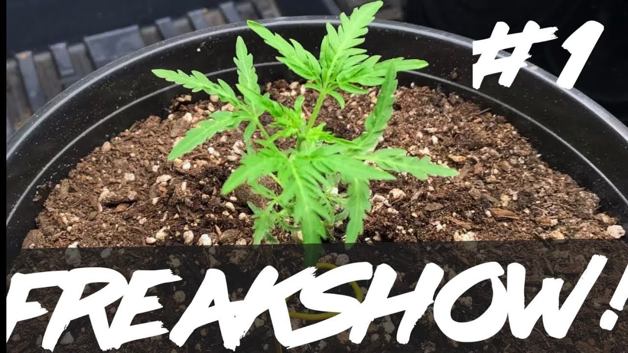 Matty Grows | The Work Grow | Freakshow | #1 | #Freakshow #Humboldtseedcompany